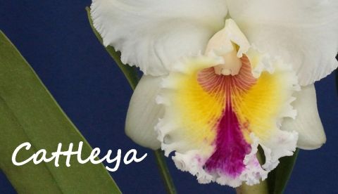 Creando los colores... Cattleya Parte 8