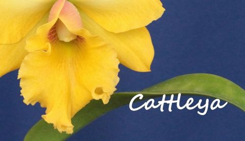 Creando los colores... Cattleya Parte 11